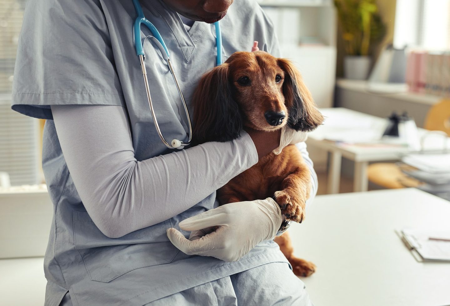 Why Your Veterinarian, Your Other Family Doctor, Needs Your Support