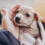 New Puppy? Get a Good Start on a Lifetime of Love