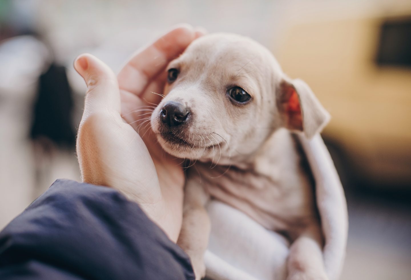 New Puppy? Get a Good Start on a Lifetime of Love