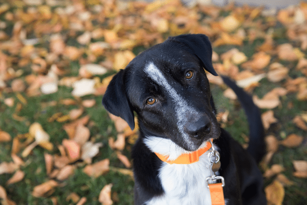 Best Friends Animal Society Offers Thanksgiving Tips to Keep Pets Safe