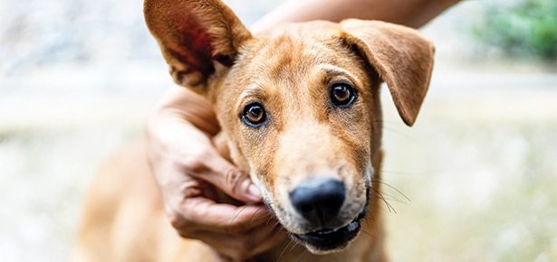 Canine Massage Therapy: How to Give Your Dog a Therapeutic Massage