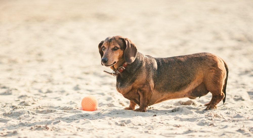 Is Your Dog Overweight?