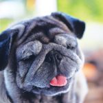 12 Ways to Improve Your Senior Dog’s Life