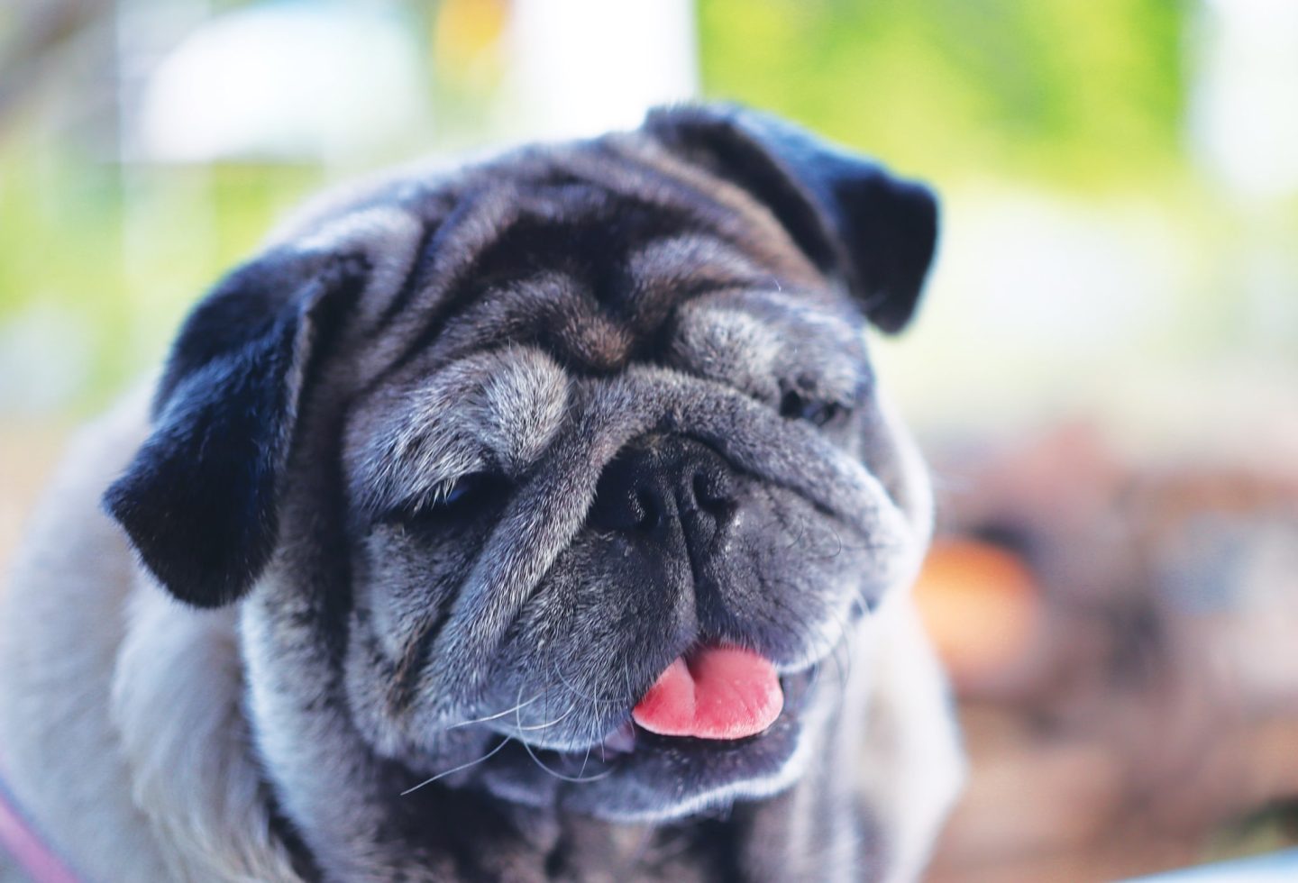 12 Ways to Improve Your Senior Dog’s Life