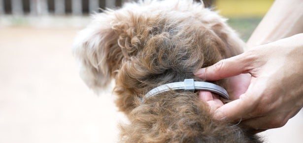 Popular Flea Collar Linked to Over 1,700 Pet Deaths