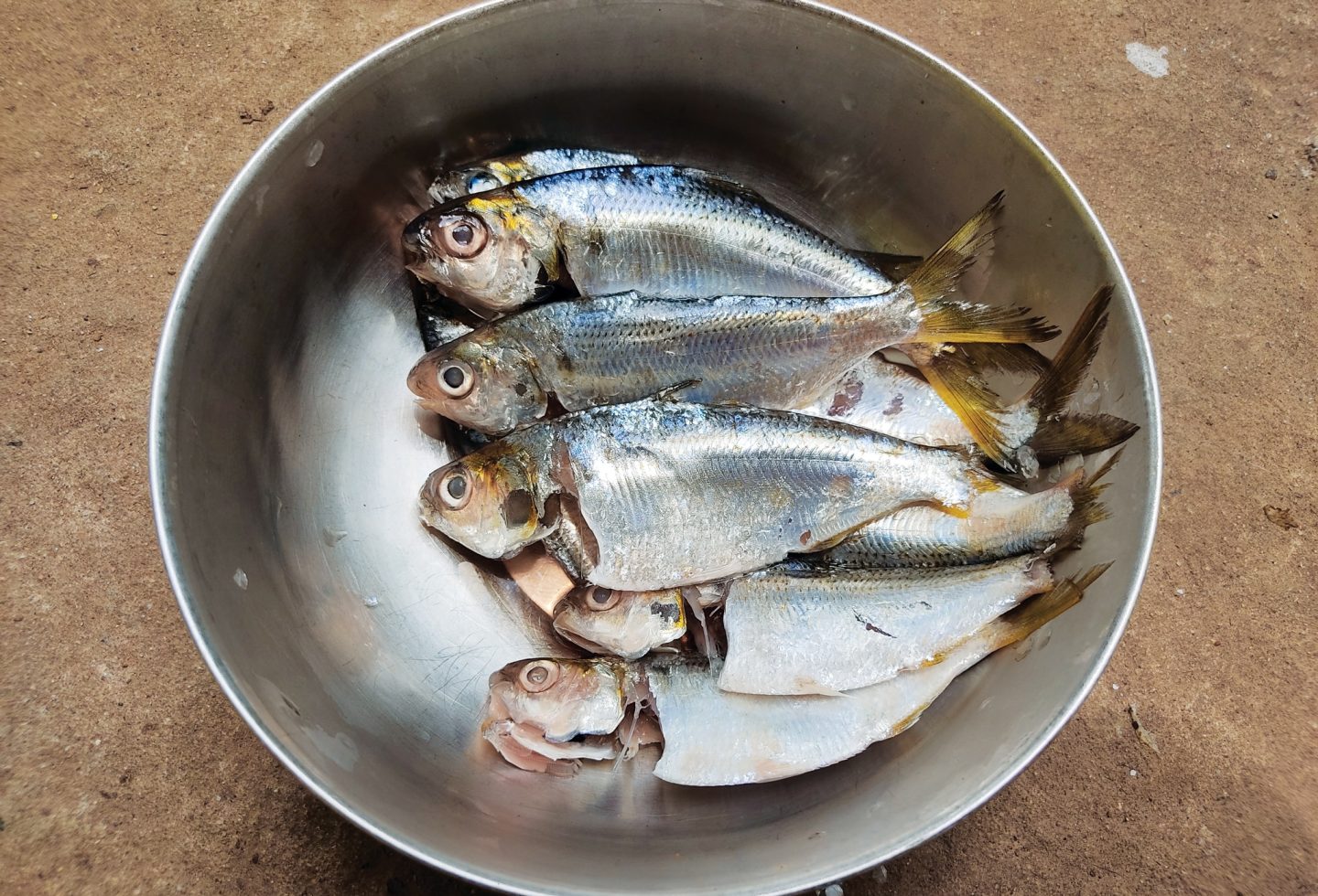 Sardines: the Superfood That Can Extend Your Dog’s Life