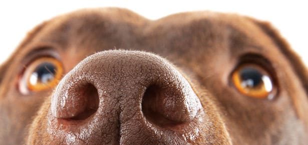 What Your Dog Can Tell By Smell