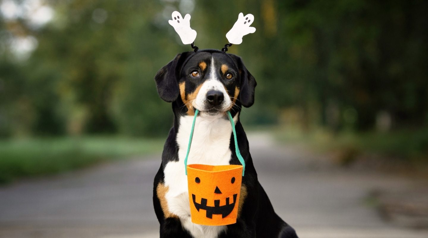 Top 5 Tips to Keep Your Dog Safe This Halloween