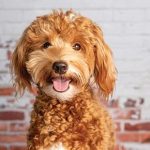 Your Dog is Boosting Your Brain Performance