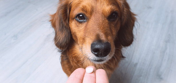 Are Pet Supplements Good for Your Dog?