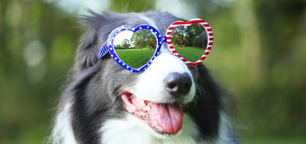 5 Must-Do’s for a Safe 4th of July With Your Dogs!