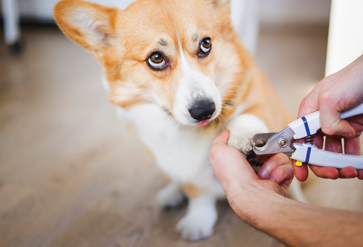 3 Simple Things That Will Vastly Improve Your Dog’s Quality of Life