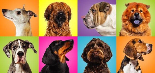 The Dogs Most Likely to Show Mental Decline with Age