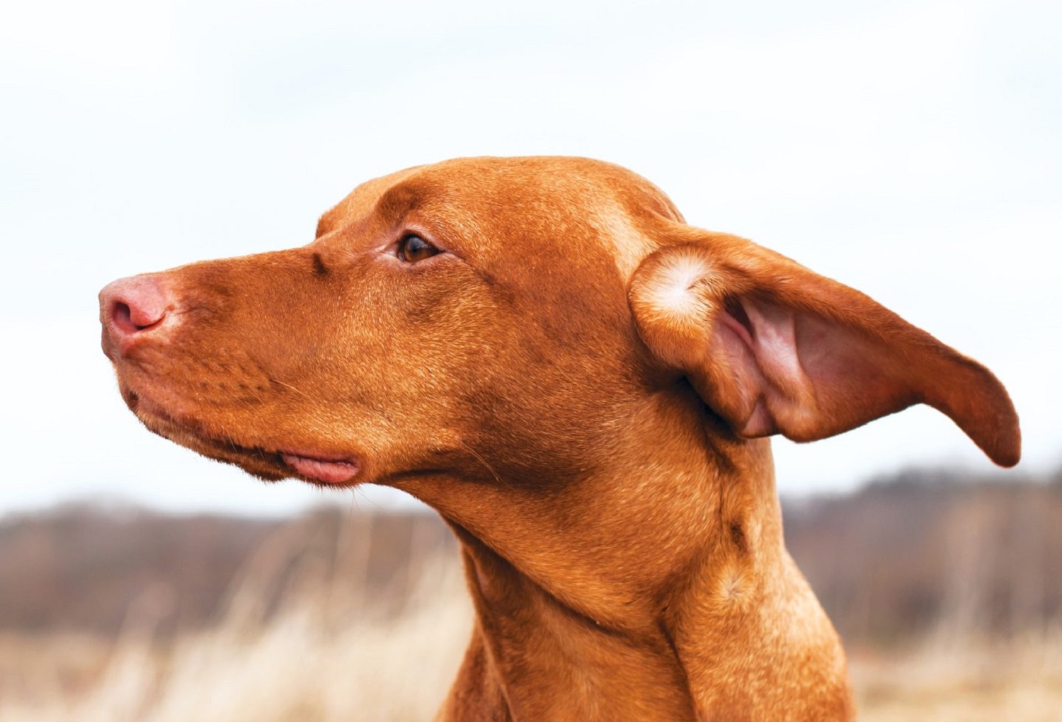 Do I Need to Clean My Dog’s Ears?