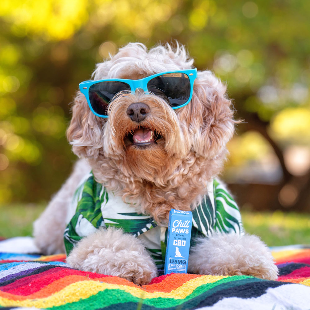 The Best Pet CBD Brand for Fireworks