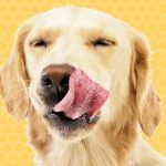 Is Honey Good For Dogs?