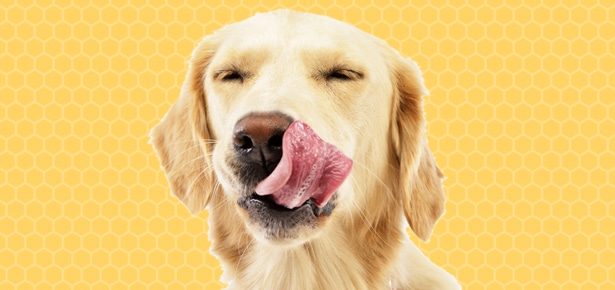 Is Honey Good For Dogs?