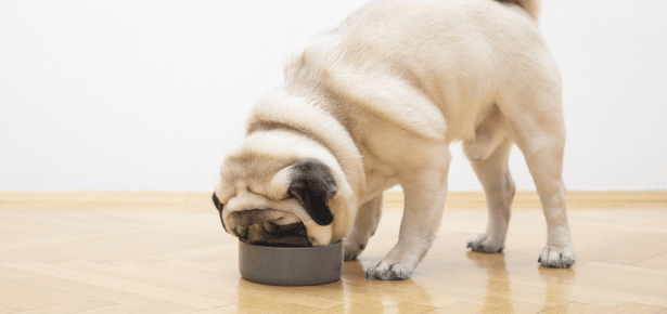 The Advantages of Air-Dried Dog Food