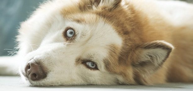 Is Chemotherapy Right For Your Dog?