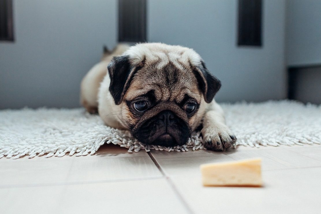 Can Dogs Eat Cheese? Yes, But it Depends on Your Dog.