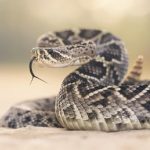 How to Treat a Dog Snake Bite