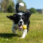 Boost Your Dog’s Joy with Easy Home Enrichment Activities