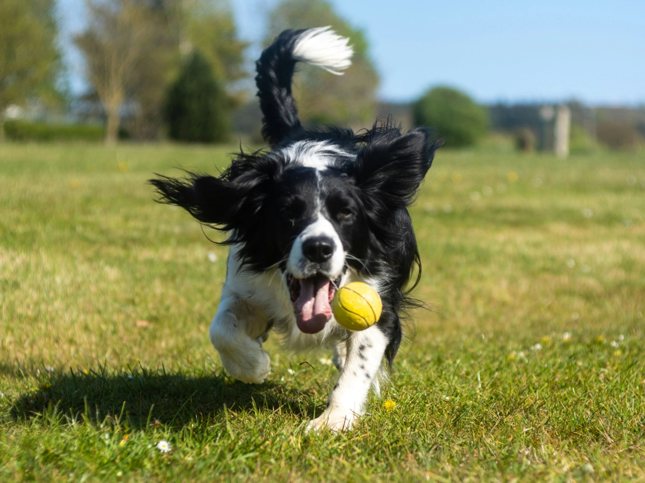 Boost Your Dog’s Joy with Easy Home Enrichment Activities