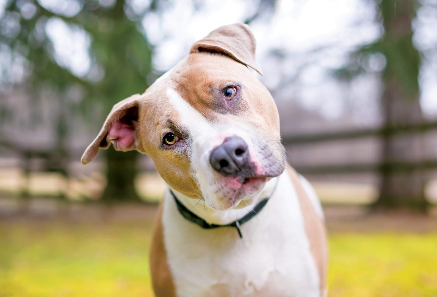 Does Your Dog Understand When You Say “Get Your Stuffie?” A New Study Says Yes