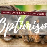 Training Aids to Build Puppy Confidence and Overcome Fear