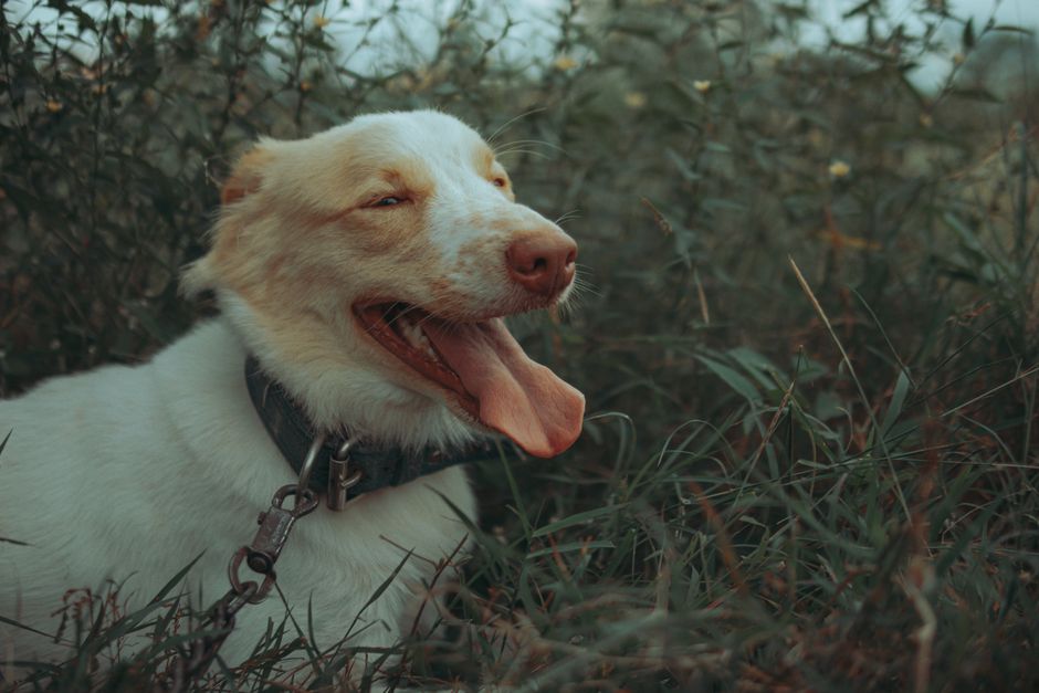 A cheerful dog with tongue out amidst lush green leaves and shrubs in a forest setting.