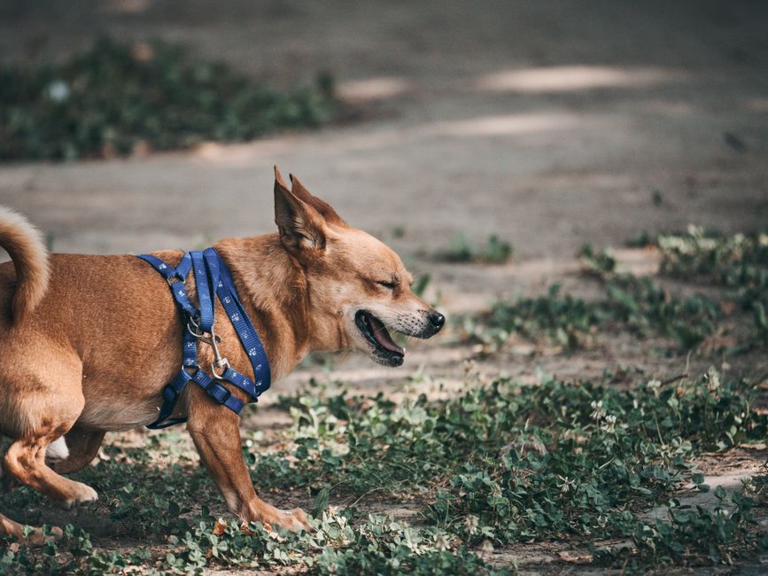 Breathable Summer Dog Bandanas for Sensitive Skin