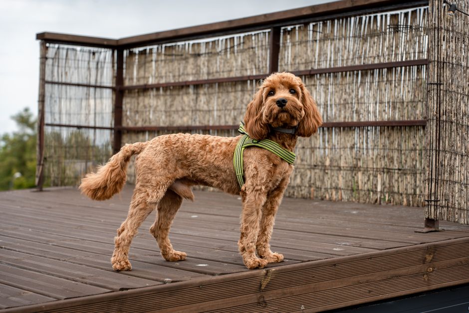 Stylish Harnesses That Do Not Chafe In Heat: 7 Stylish Harness Mistakes That Cause Heat Chafing