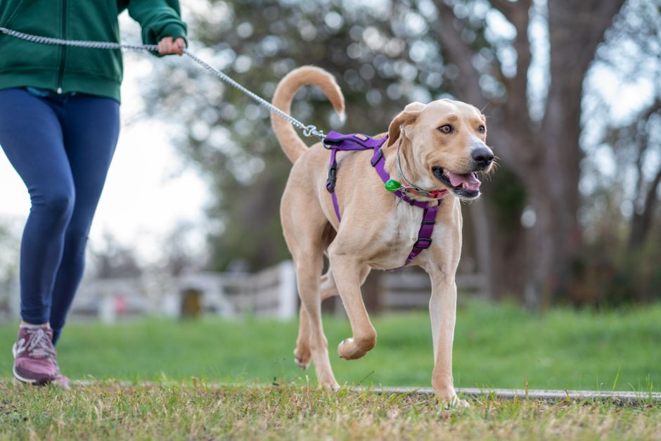 Lightweight Pet Harnesses: 7 Lightweight Pet Harness Myths That Cost You Money