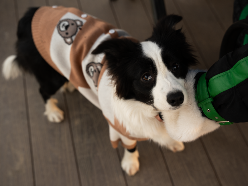 Adorable border collie wearing a sweater, standing indoors and looking up for attention.