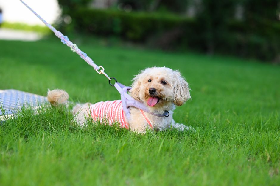 Adorable dog in striped outfit lying on the green grass on a leash at park.