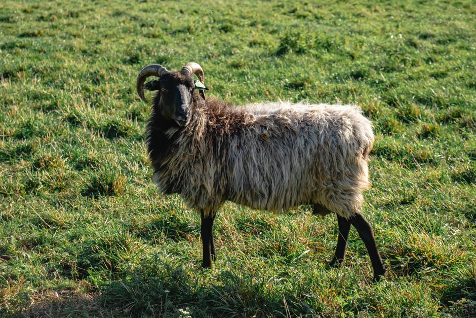 A sheep with curly horns stands in a sunlit field, surrounded by lush grass.