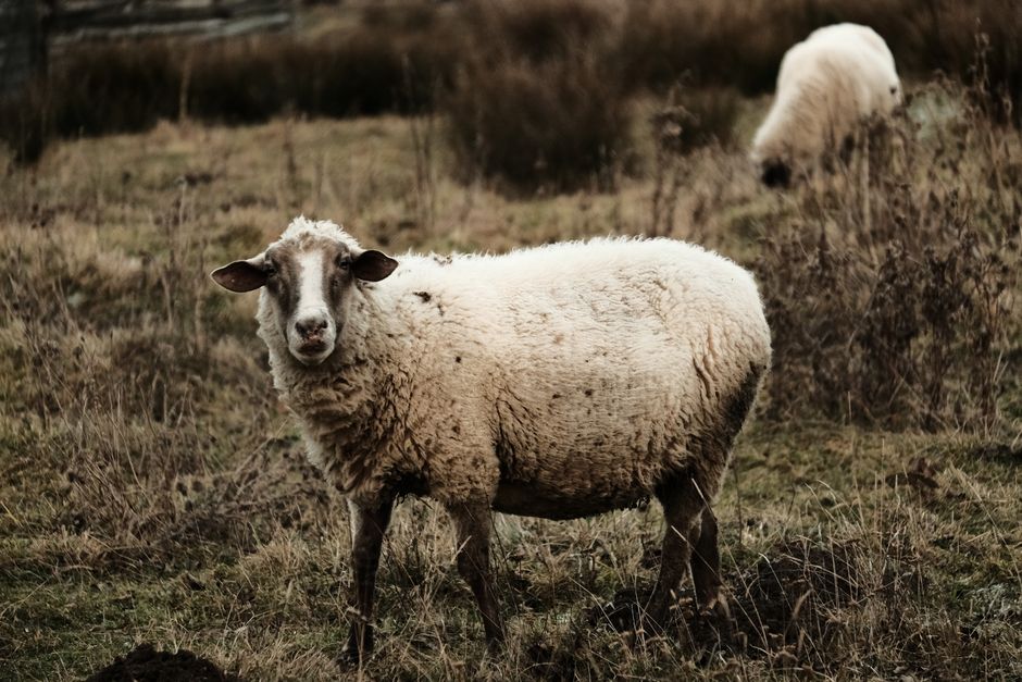 A woolly sheep stands in a rustic, grassy pasture with another sheep in the background.