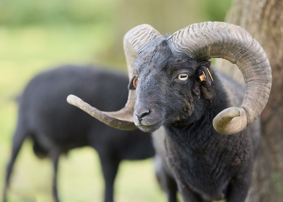 A striking black ram with impressively curved horns in a serene field, showcasing nature's majesty.