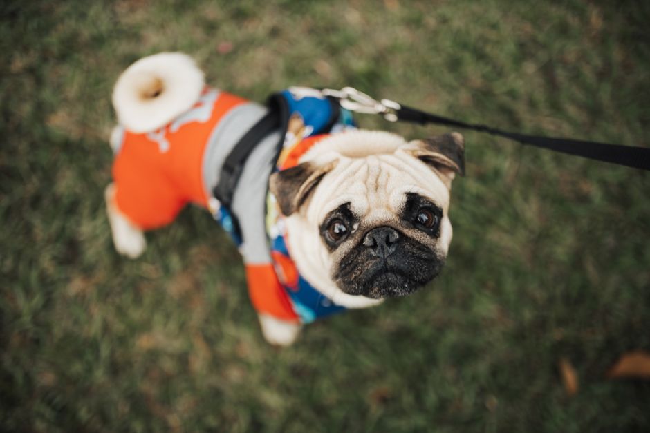 Summer Pet Outfits: Avoid Heat-Trapping Layers