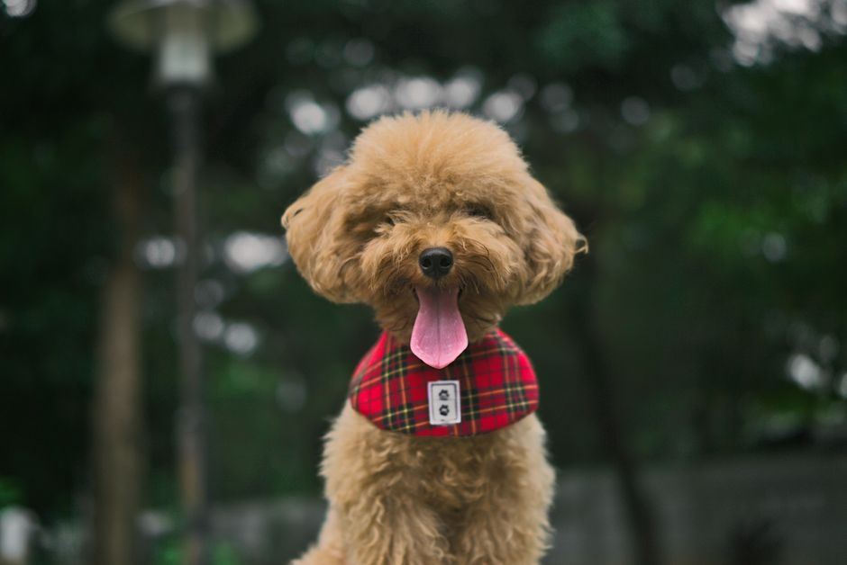 Charming toy poodle wearing a red checkered bandana in a lush outdoor setting.