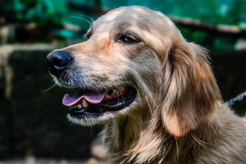 Spring Pet Grooming: Gentle Brushing Between Baths