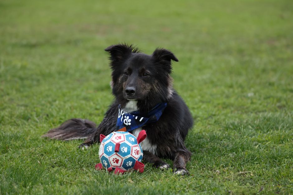 Cute black dog laying on grass with colorful ball, outdoors in Stamford, Connecticut.