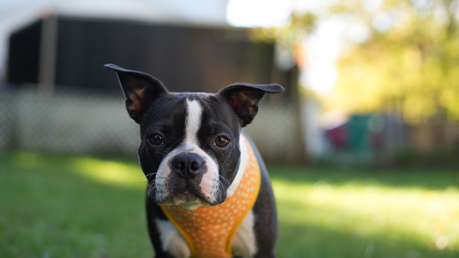 Cute Boston Terrier puppy with orange harness enjoying a sunny day outdoors.