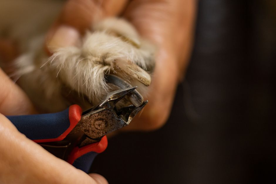 Detailed close-up of a dog's nail being trimmed with clippers.