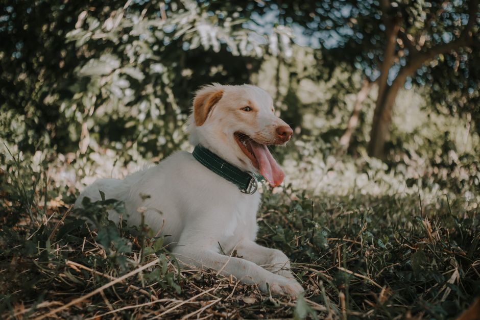 Happy dog with tongue out lying on grass under trees on a sunny day.