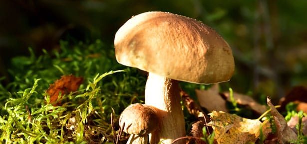 Avoid Mushroom Poisoning In Pets