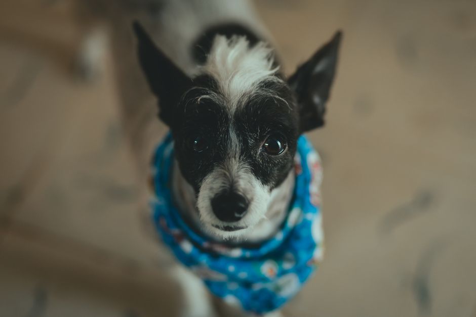 Close-up of a small dog wearing a blue bandana looking directly at the camera indoors.