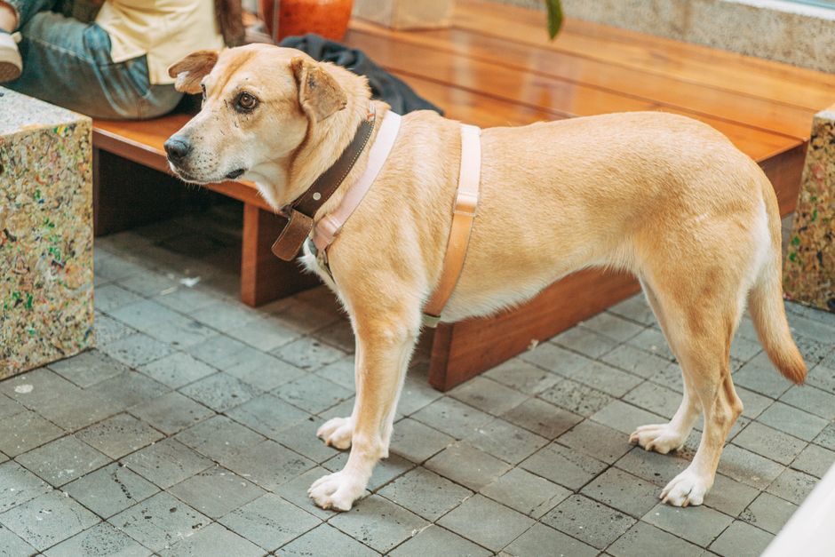 An attentive dog standing indoors, looking alert and ready, with a colorful background.