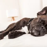 Do Dogs Dream?