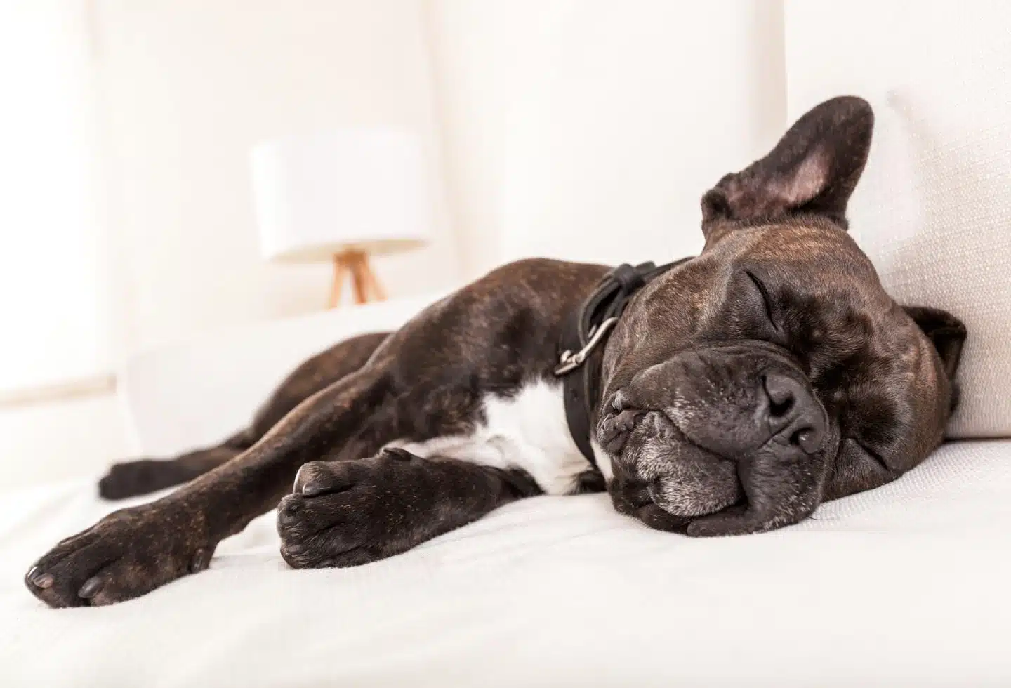 Do Dogs Dream?